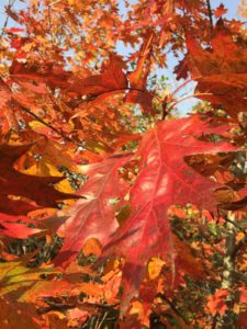 Fall coloured oak leaves in Pt Pleasant Park, Halifax