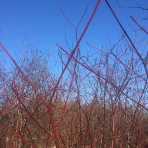 Strikingly red dogwood branches