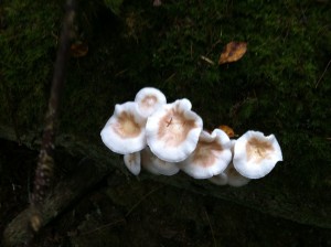 Mushrooms in the woods