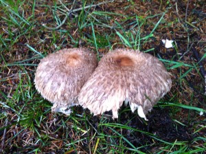 Shaggy mane mushroom(?) in the grass