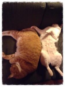 Tiger and Joey - completely relaxed.