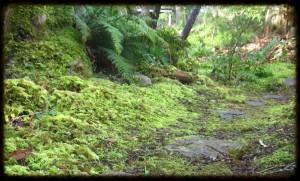 Mossy pathway