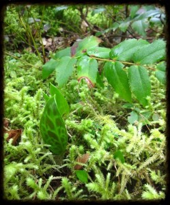 Fawn lily poking up through the moss